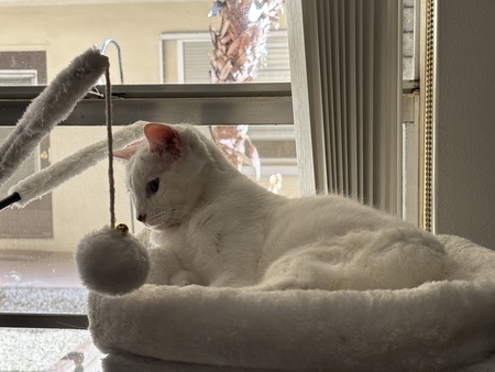 Entry image for Pixie . Clicking this image will show a larger photo