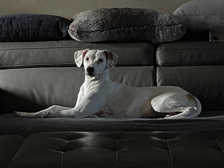 Entry image for NYLA. Clicking this image will show a larger photo