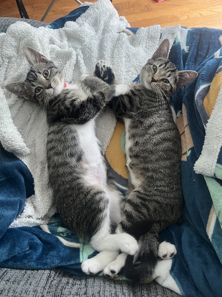 Entry image for Caitlyn and Angel. Clicking this image will show a larger photo