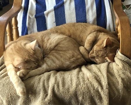 Entry image for Jackson and Noah. Clicking this image will show a larger photo