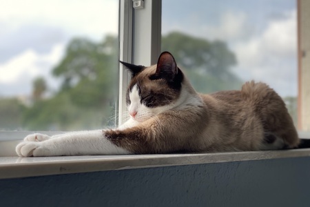 Entry image for Pebbles. Clicking this image will show a larger photo