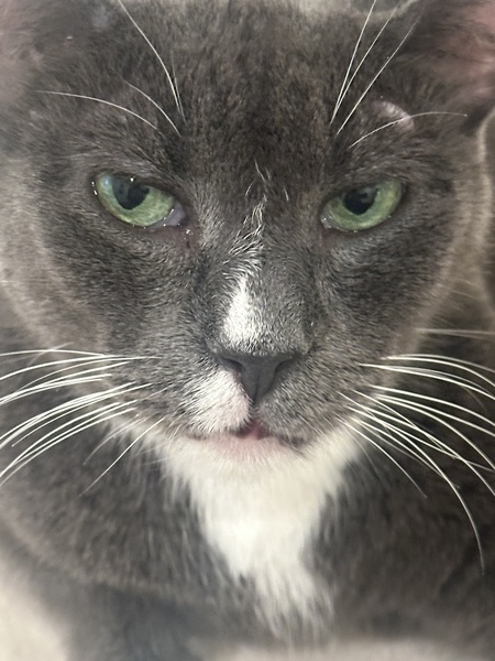 Entry image for Suki. Clicking this image will show a larger photo