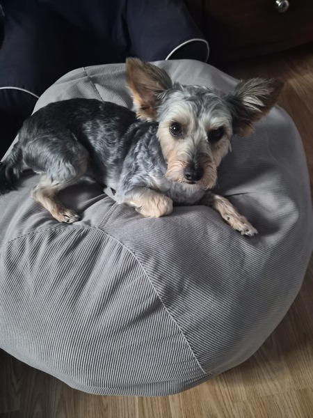 Entry image for Benji. Clicking this image will show a larger photo