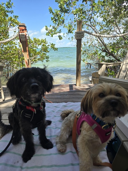 Entry image for Maui and Kiara. Clicking this image will show a larger photo