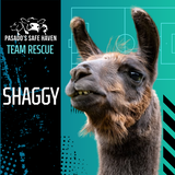 Entry image for Shaggy