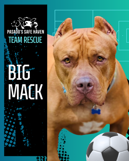 Entry image for Big Mack. Clicking this image will show a larger photo
