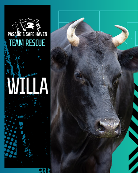 Entry image for Willa. Clicking this image will show a larger photo