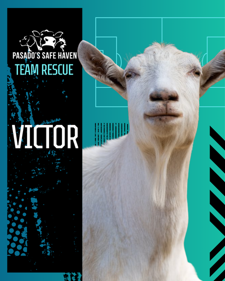 Entry image for Victor. Clicking this image will show a larger photo