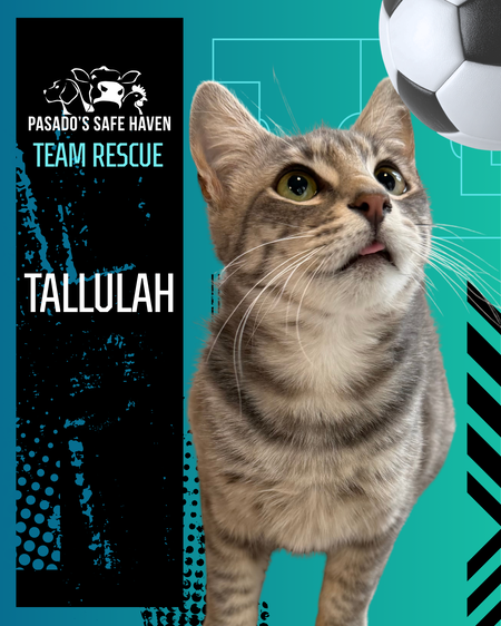 Entry image for Tallulah. Clicking this image will show a larger photo
