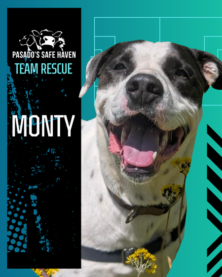 Entry image for Monty. Clicking this image will show a larger photo