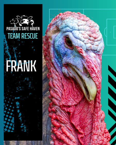 Entry image for Frank. Clicking this image will show a larger photo
