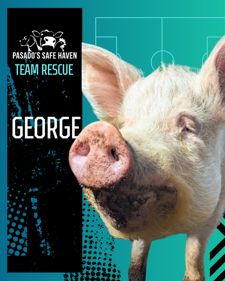 Entry image for George. Clicking this image will show a larger photo