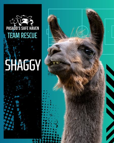Entry image for Shaggy. Clicking this image will show a larger photo