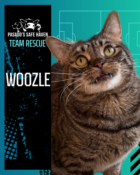 Entry image for Woozle. Clicking this image will show a larger photo