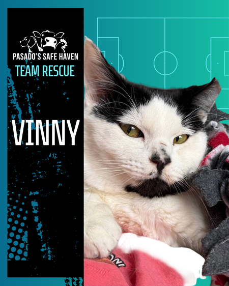 Entry image for Vinny. Clicking this image will show a larger photo