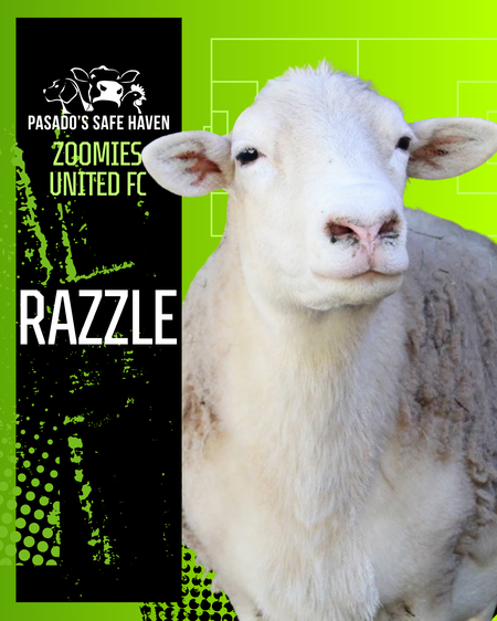 Entry image for Razzle. Clicking this image will show a larger photo