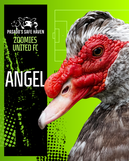Entry image for Angel. Clicking this image will show a larger photo