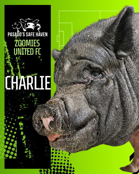 Entry image for Charlie. Clicking this image will show a larger photo