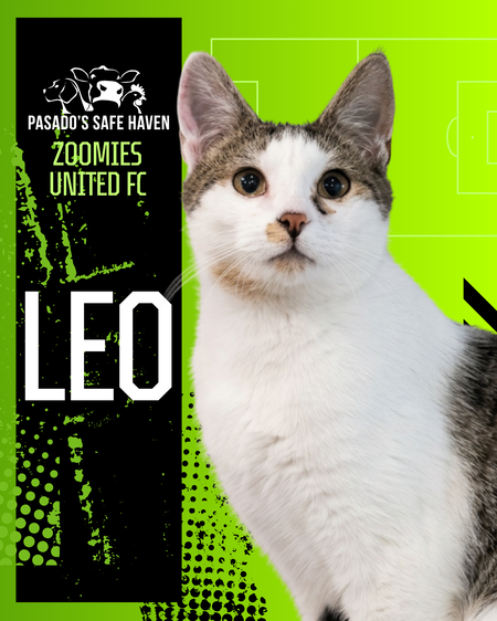Entry image for Leo. Clicking this image will show a larger photo