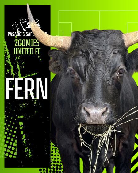 Entry image for Fern. Clicking this image will show a larger photo