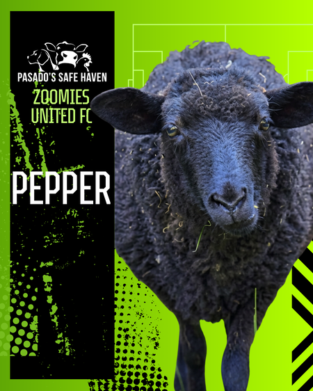 Entry image for Pepper. Clicking this image will show a larger photo