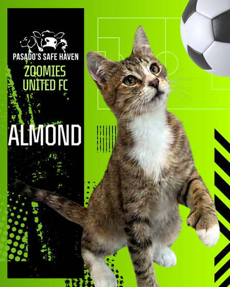 Entry image for Almond. Clicking this image will show a larger photo