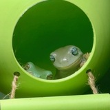 Entry image for Kermit and Brian