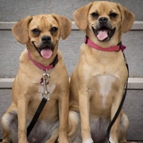 Entry image for Daisy and Dakota 