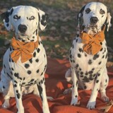 Entry image for Jasper and Squire