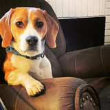 Entry image for Bosco Beaglejuice Bateson