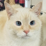 Entry image for Beige Buddy