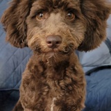 Entry image for Finnegan 
