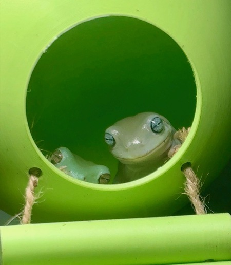 Entry image for Kermit and Brian. Clicking this image will show a larger photo