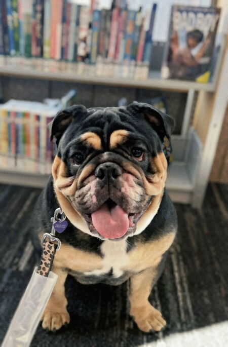 Entry image for Stella. Clicking this image will show a larger photo