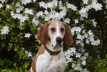 Entry image for  Bumpus. Clicking this image will show a larger photo