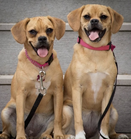 Entry image for Daisy and Dakota . Clicking this image will show a larger photo
