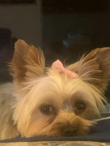 Entry image for Rosie. Clicking this image will show a larger photo