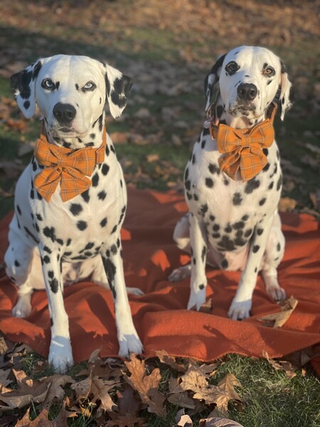 Entry image for Jasper and Squire. Clicking this image will show a larger photo