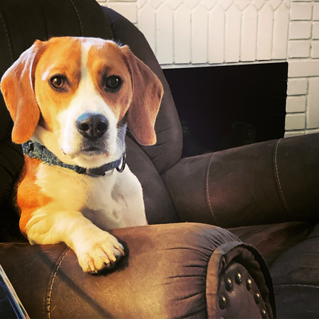 Entry image for Bosco Beaglejuice Bateson. Clicking this image will show a larger photo