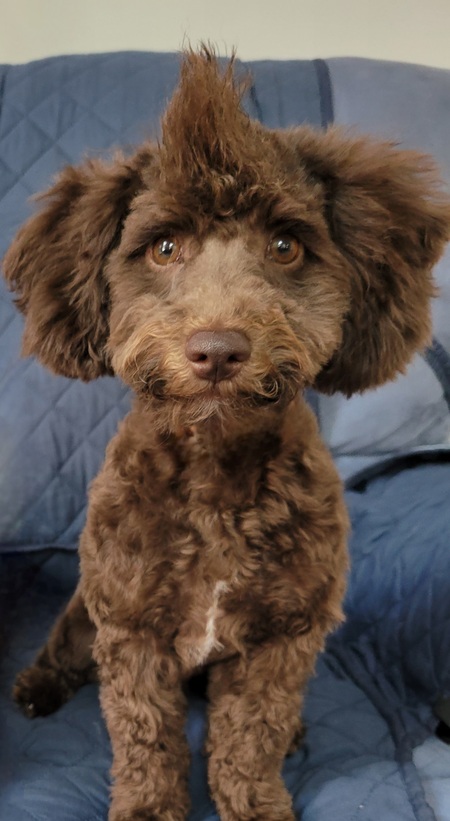 Entry image for Finnegan . Clicking this image will show a larger photo