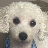 Entry image for Chewie 