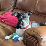 Entry image for Roxie