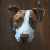 Entry image for Wabi