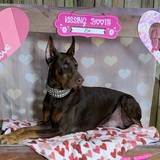 Entry image for Ringo