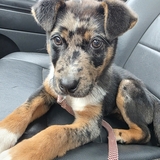 Entry image for Mabel