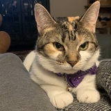 Entry image for Phoebe