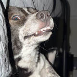 Entry image for Casper