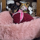 Entry image for CoCo Maddie