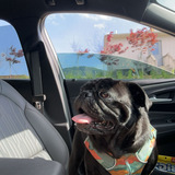 Entry image for Pig the Pug 