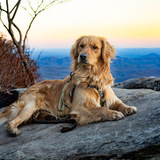 Entry image for Buddy 